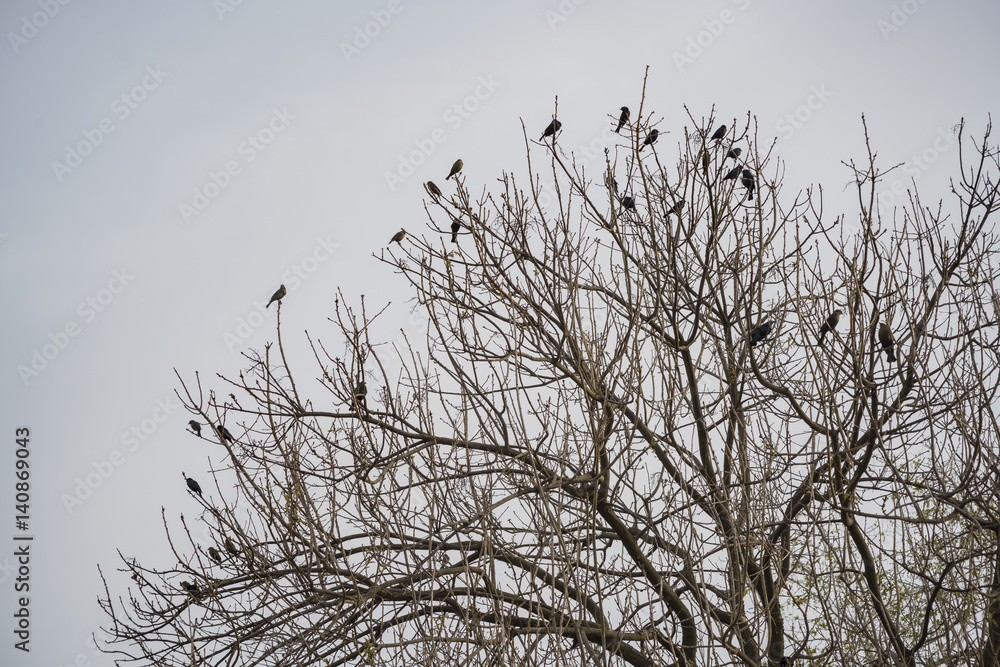 Obraz premium Many black crows on the tree