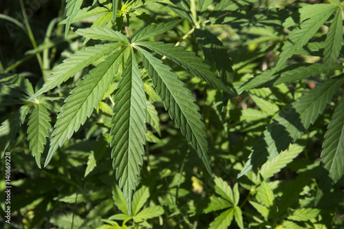 Marijuana leaves growing in the wild in Punjab, India