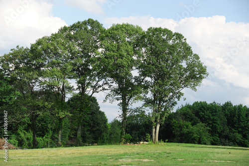 green trees and forest in open land 