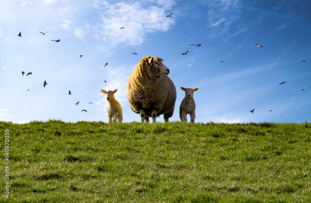 Obraz premium Owce, groble, jagnięta, Morze Północne