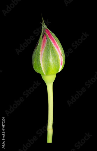 Closeup Pink Rose Bud on Black Background