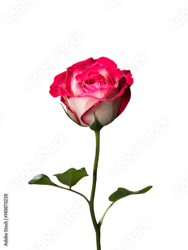 Pink and White Rose on White Background