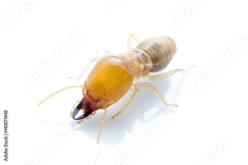 Photos Termite on isolated whited background,  Macro shot
