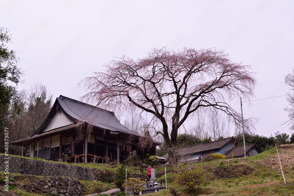 久住の枝垂れ桜