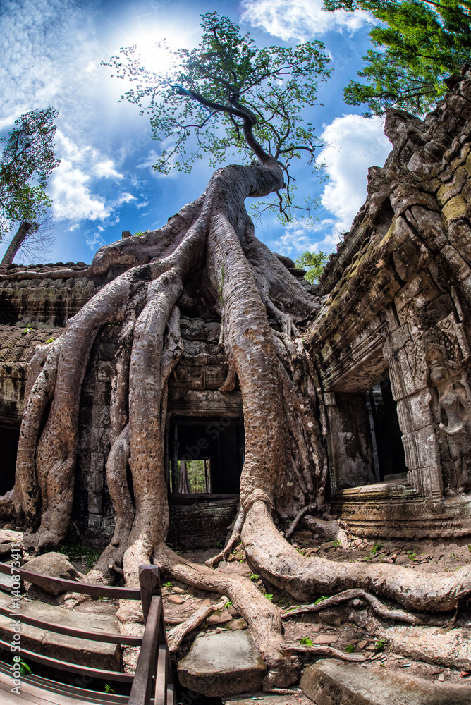 Temple eating Tree in Ta Prohm - Siem Reap, Cambodia