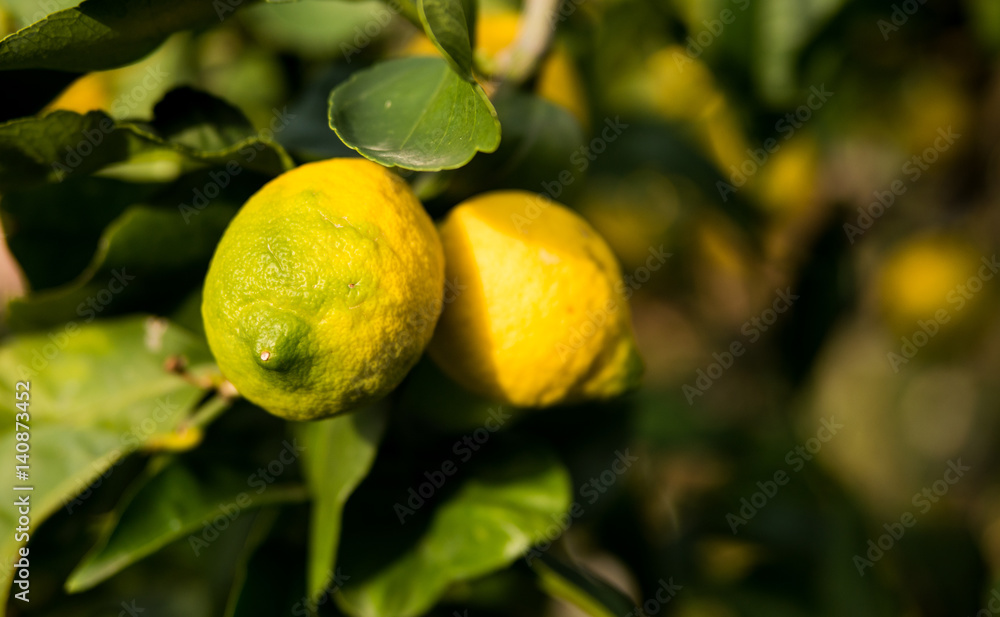 Closeup of ripe yellow organic lemon fruit