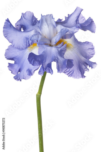 Fototapeta Naklejka Na Ścianę i Meble -  iris flower isolated