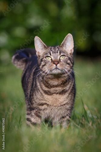 Wallpaper Mural Katzenportrait Torontodigital.ca