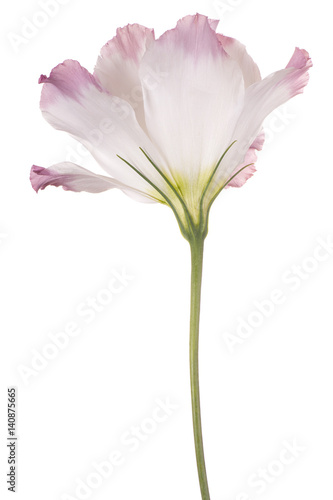 eustoma flower isolated © _Vilor