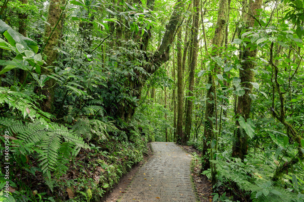 Fototapeta premium Stone path in rainforest Monteverde Costa Rica