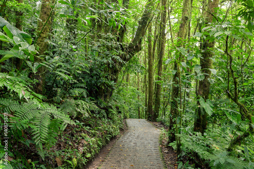 Fototapeta Naklejka Na Ścianę i Meble -  Stone path in rainforest Monteverde Costa Rica