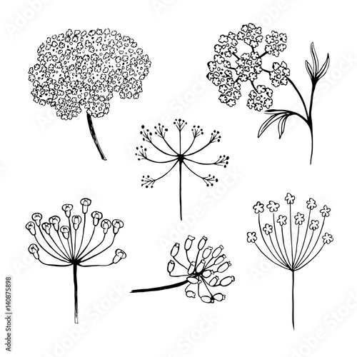 Set of vector different types of inflorescence, isolated on white. Compound inflorescence. Dill or fennel flowers and leaves. Stylized hand drawn vector illustration