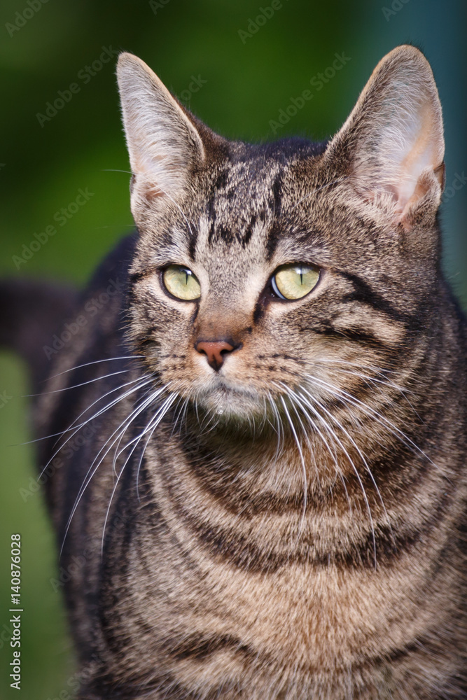 Katzenportrait