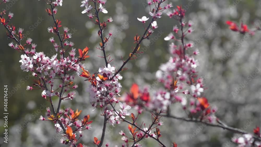 Almond tree flowered at the end of winter Almond tree flowered at the end of winter