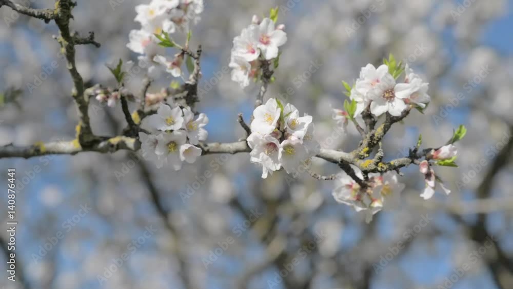 Almond tree flowered at the end of winter Almond tree flowered at the end of winter