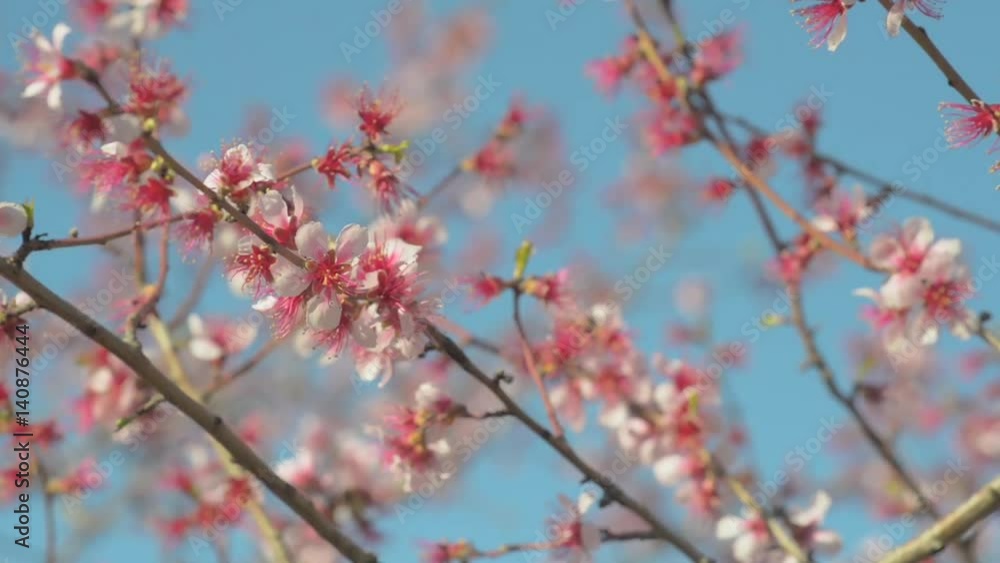 Almond tree flowered at the end of winter Almond tree flowered at the end of winter