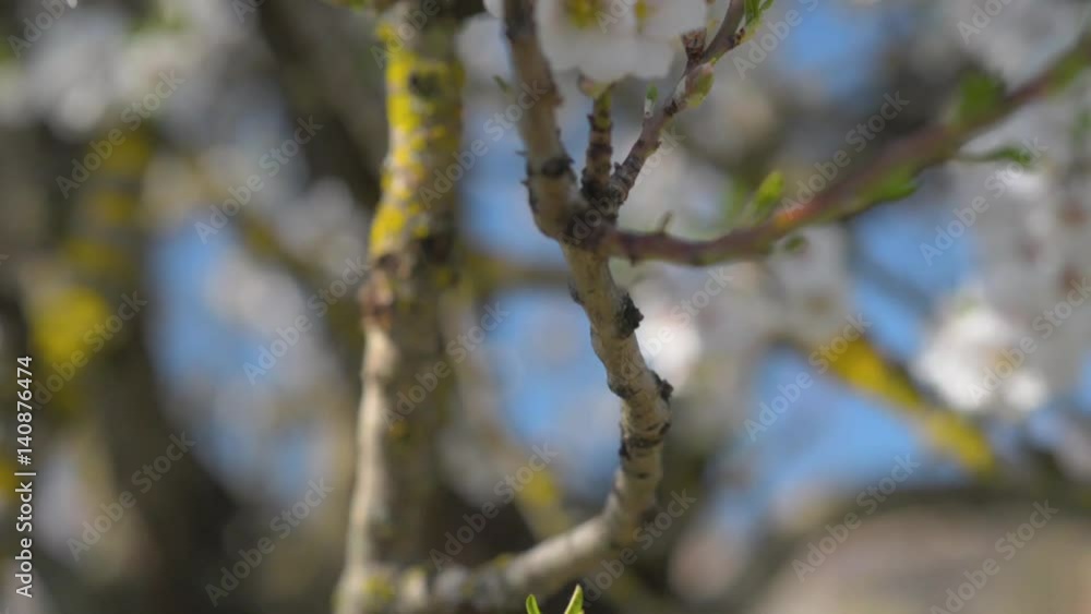 Almond tree flowered at the end of winter Almond tree flowered at the end of winter