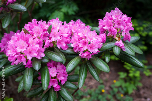 Rhododendron flower bush blooming