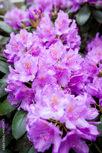 Rhododendron flower bush blooming