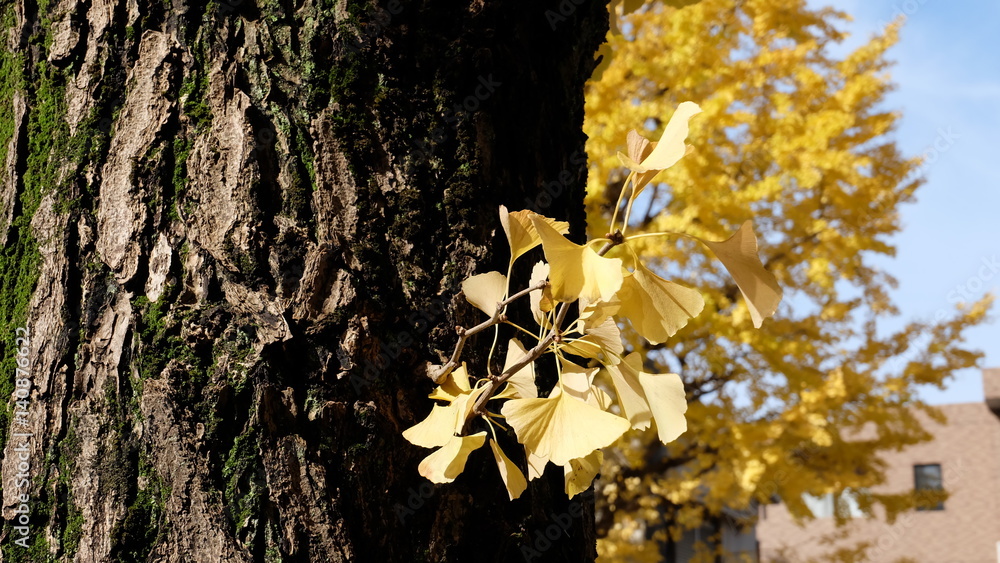 Yellow ginkgo leaves on tree trunk