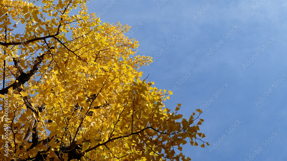 Yellow ginkgo leaves with blue sky in autumn, Japan