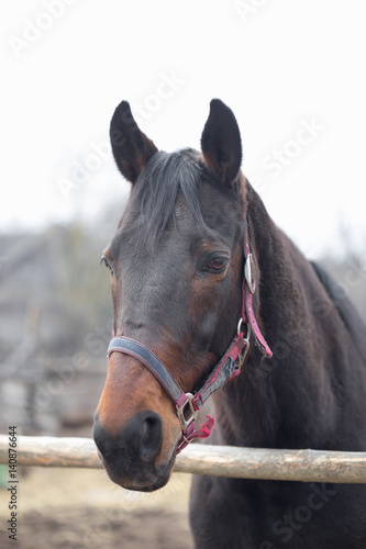 Thoroughbred horse in the pen for paddock photo