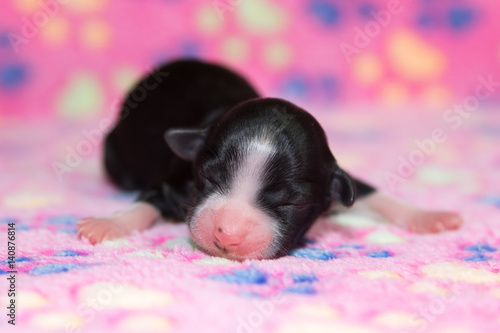 newborn havanese dog puppy