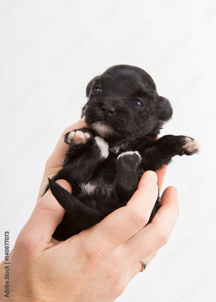 havanese dog puppy newborn on white background havanese dog puppy newborn on white background