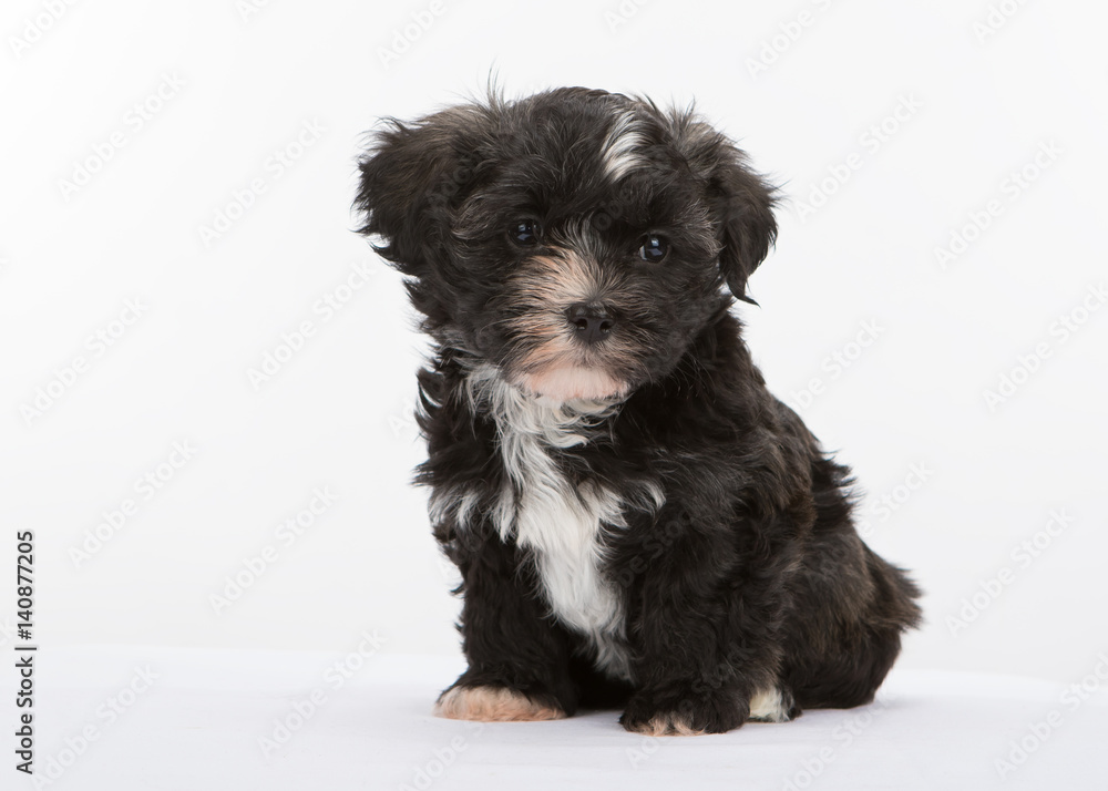 havanese dog puppy newborn on white background havanese dog puppy newborn on white background