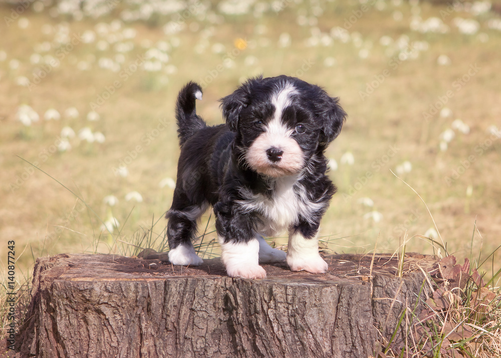Havanese puppy dog on spring meadow Havanese puppy dog on spring meadow
