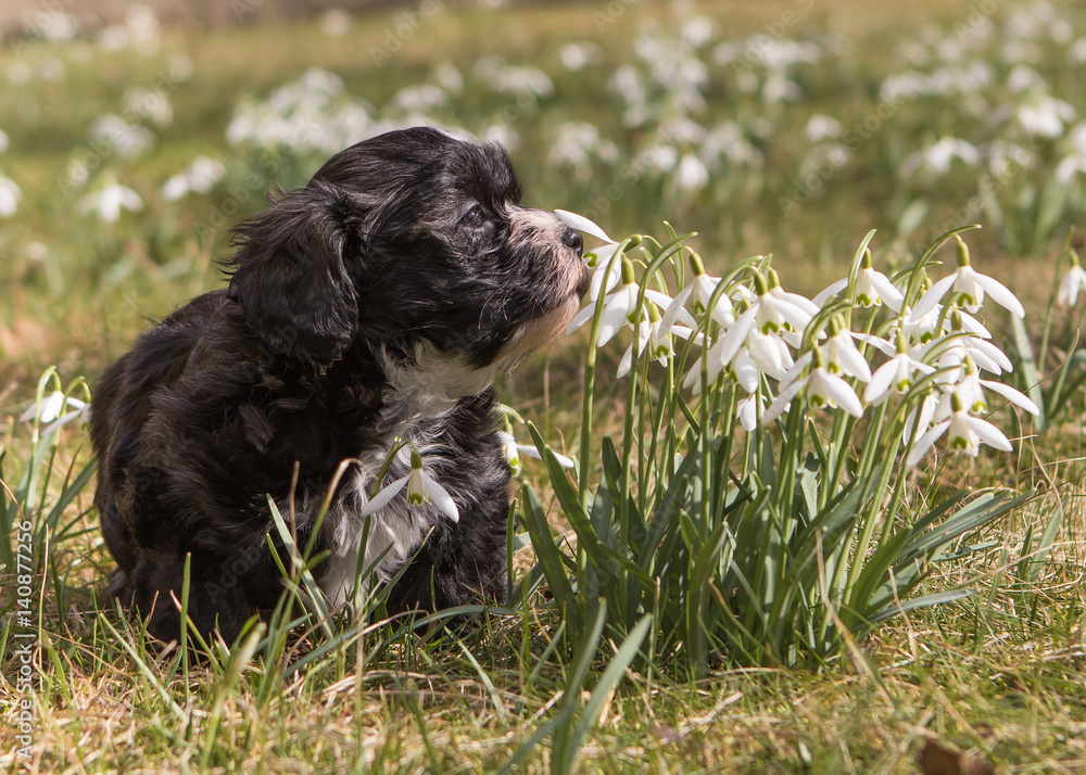 Fototapeta premium Havanese puppy dog on spring meadow