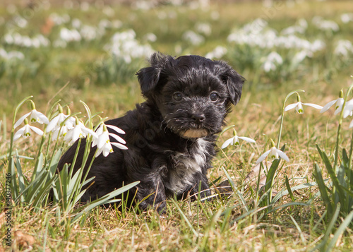 Havanese puppy dog on spring meadow