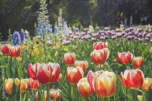 Beautiful flower blossom at Descanso Garden