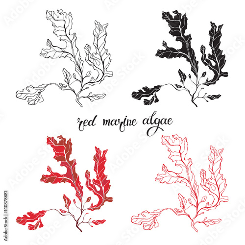 Red marine algae. Vector illustration on white background. Isolated elements for design, 4  different variants.