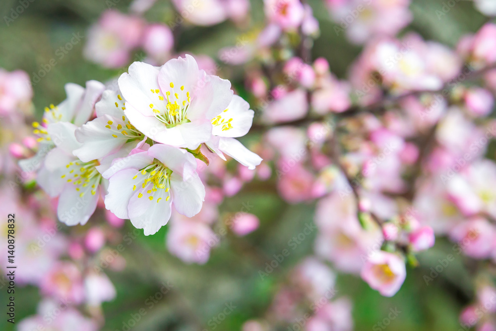 Pink flowers, almond tree branch blossom in spring