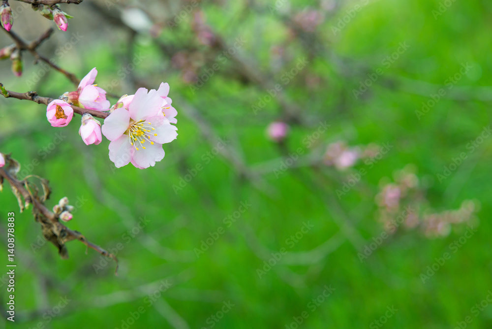 Pink flowers, almond tree branch blossom in spring Pink flowers, almond tree branch blossom in spring