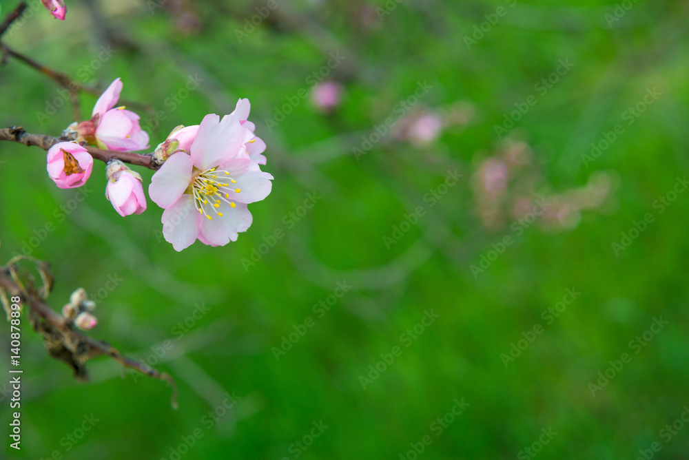 Pink flowers, almond tree branch blossom in spring