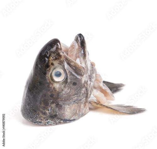 Photography Head of trout fish