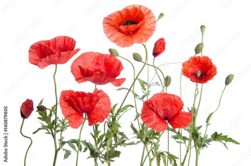 Obraz premium czerwone maki na białym tle