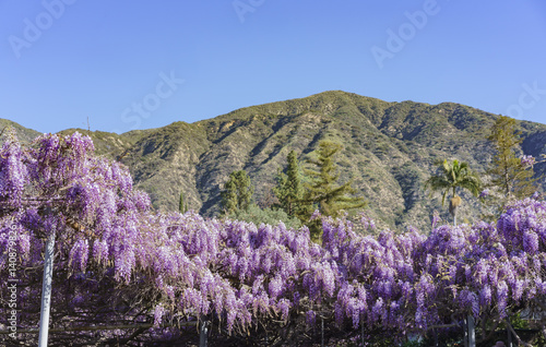 Fototapeta Naklejka Na Ścianę i Meble -  The world oldest Wistaria blossom displaying