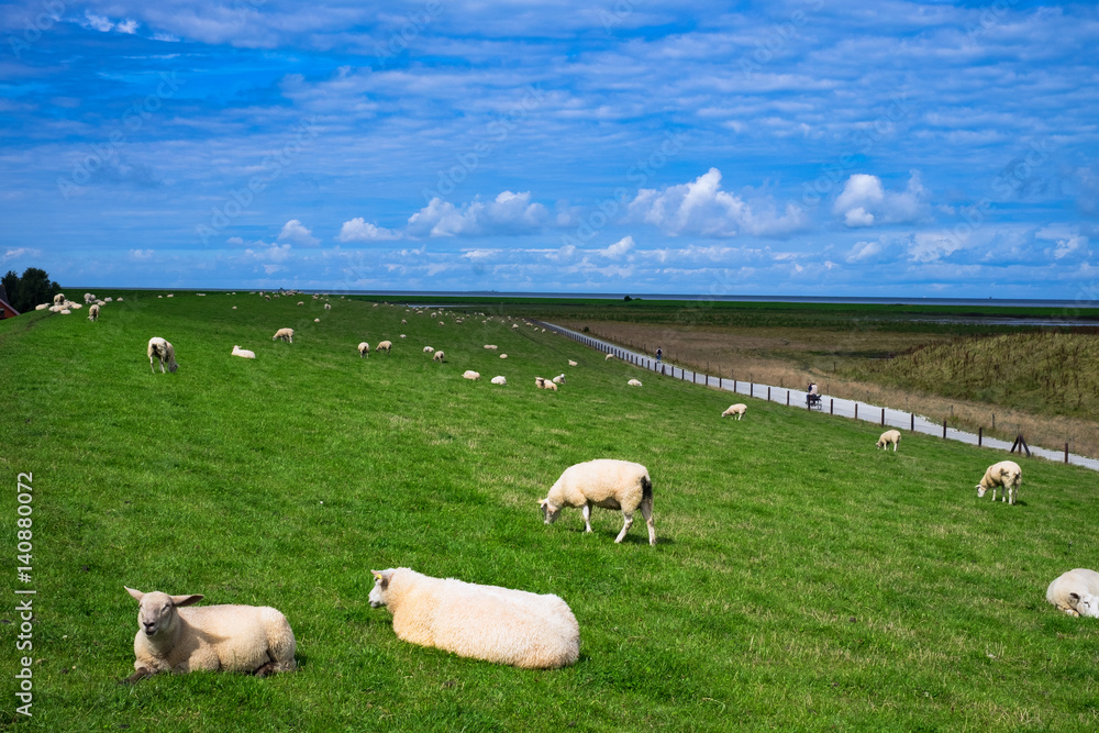 Fototapeta premium Dyke sheep