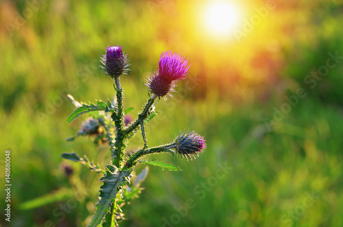 Agrimony flower or burdock in a meadow. Blooming medicinal flower (Arctium lappa) with copy space