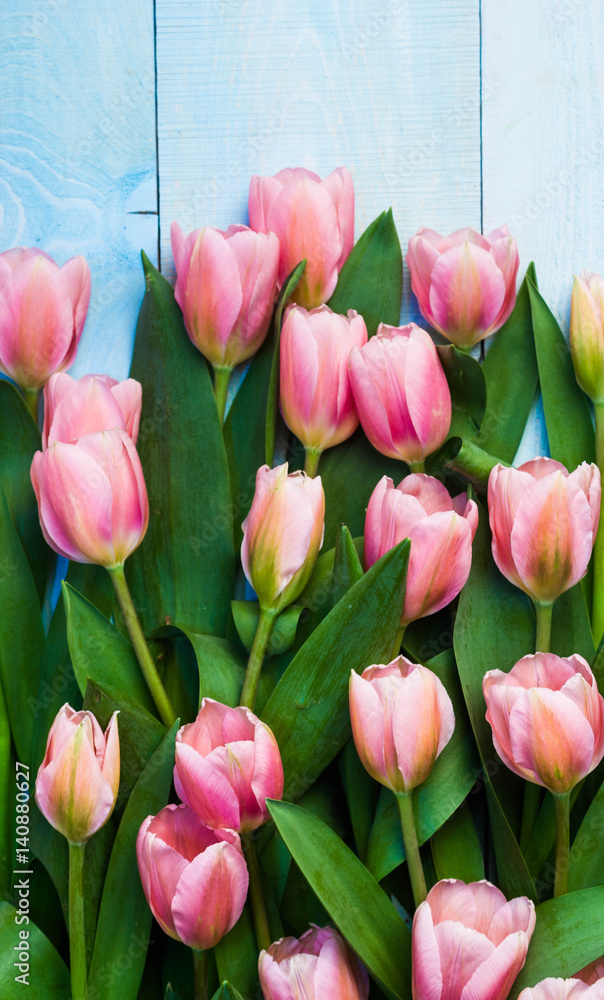 Fototapeta premium Fresh pink tulips on a blue wooden background. Place for your text 