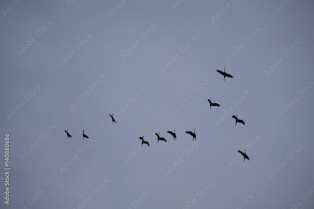 Cranes Flying Near Night