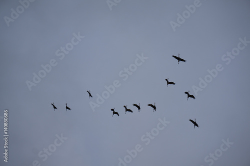 Cranes Flying Near Night