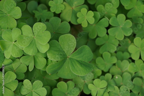 Clover leaves background photo