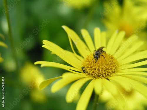 A bee collects nectar from a yellow flower Doronicum grandiflorum in the month of May. Honey plants Ukraine. Collect pollen from flowers and buds