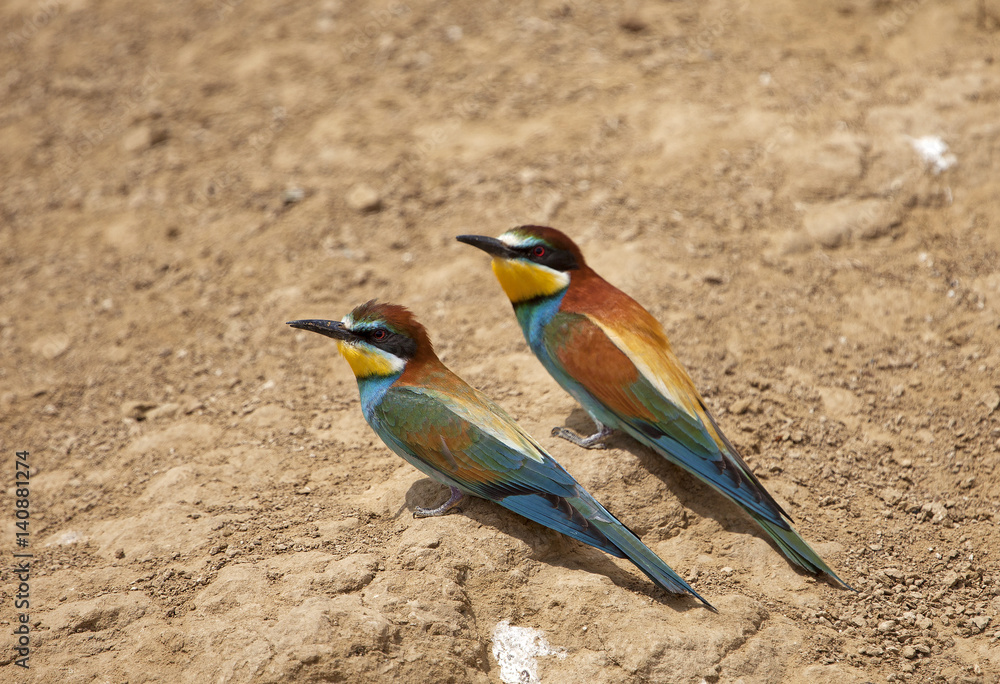European bee-eater European bee-eater