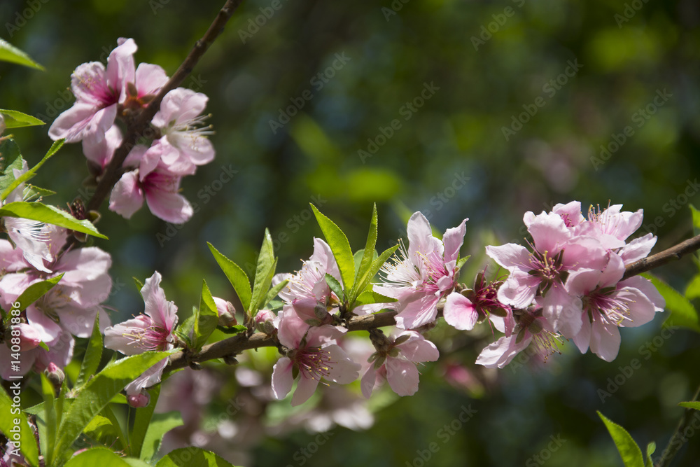 Peach Blossoms in Spring in North India Peach Blossoms in Spring in North India