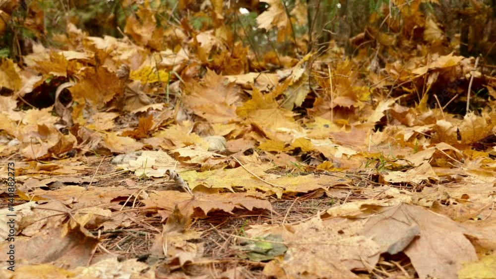 Fallen Leaves on the Ground. Autumn daytime. Smooth dolly shot to left Fallen Leaves on the Ground. Autumn daytime. Smooth dolly shot to left